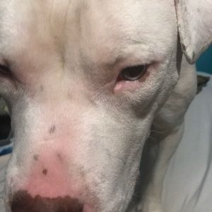 Meet your Posher, Joy